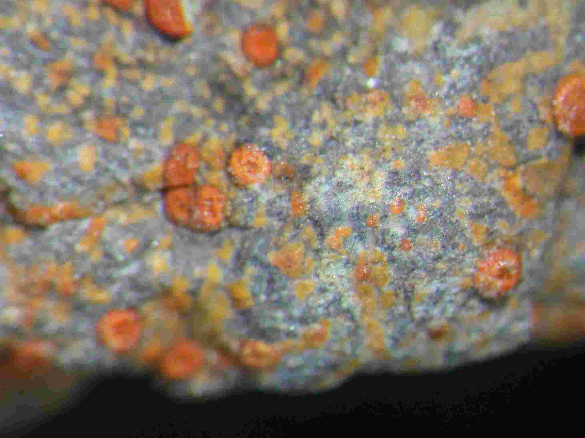 [Caloplaca subsoluta]